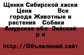 Щенки Сибирской хаски › Цена ­ 18 000 - Все города Животные и растения » Собаки   . Амурская обл.,Зейский р-н